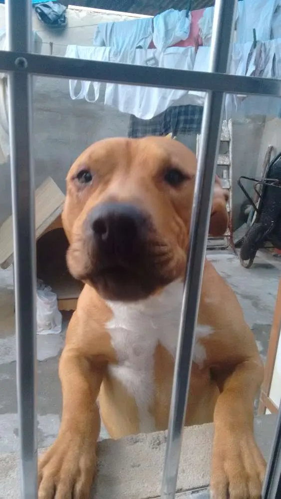 Cachorro ra a Pit bull idade 1 ano nome Spike
