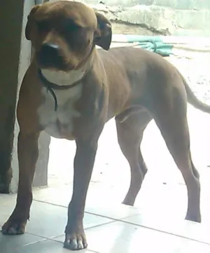 Cachorro raça Pit bull idade 1 ano nome Spike