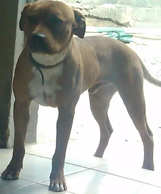 Cachorro ra a Pit bull idade 1 ano nome Spike