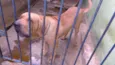 AQUILES
