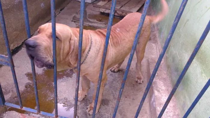 Cachorro raça FILA idade 2 anos nome AQUILES