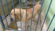 AQUILES