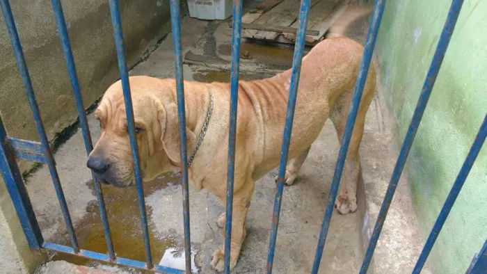 Cachorro raça FILA idade 2 anos nome AQUILES