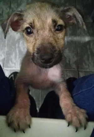 Cachorro raça Vira lata idade 2 a 6 meses nome Maya