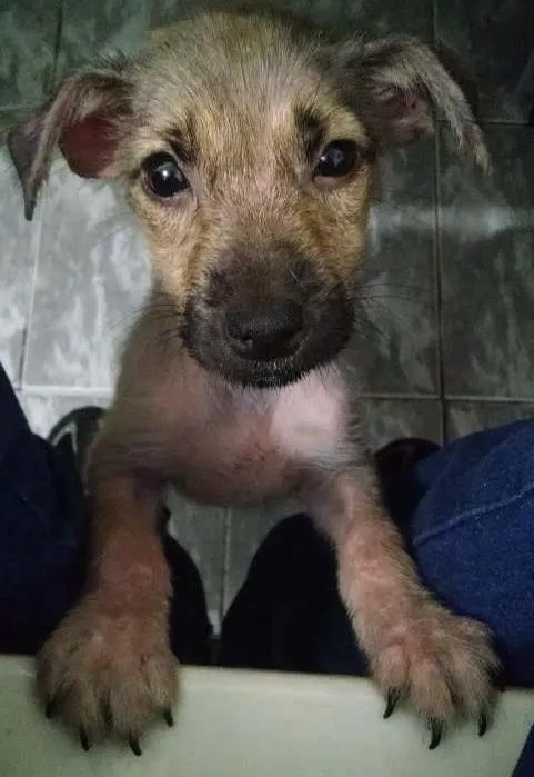 Cachorro ra a Vira lata idade 2 a 6 meses nome Maya