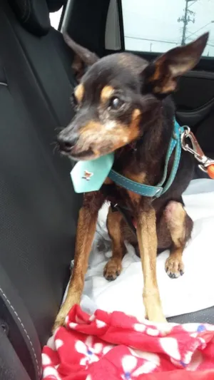 Cachorro raça Pinscher idade 6 ou mais anos nome Elfo