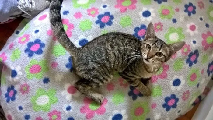 Gato ra a SRD idade 2 a 6 meses nome MARIE
