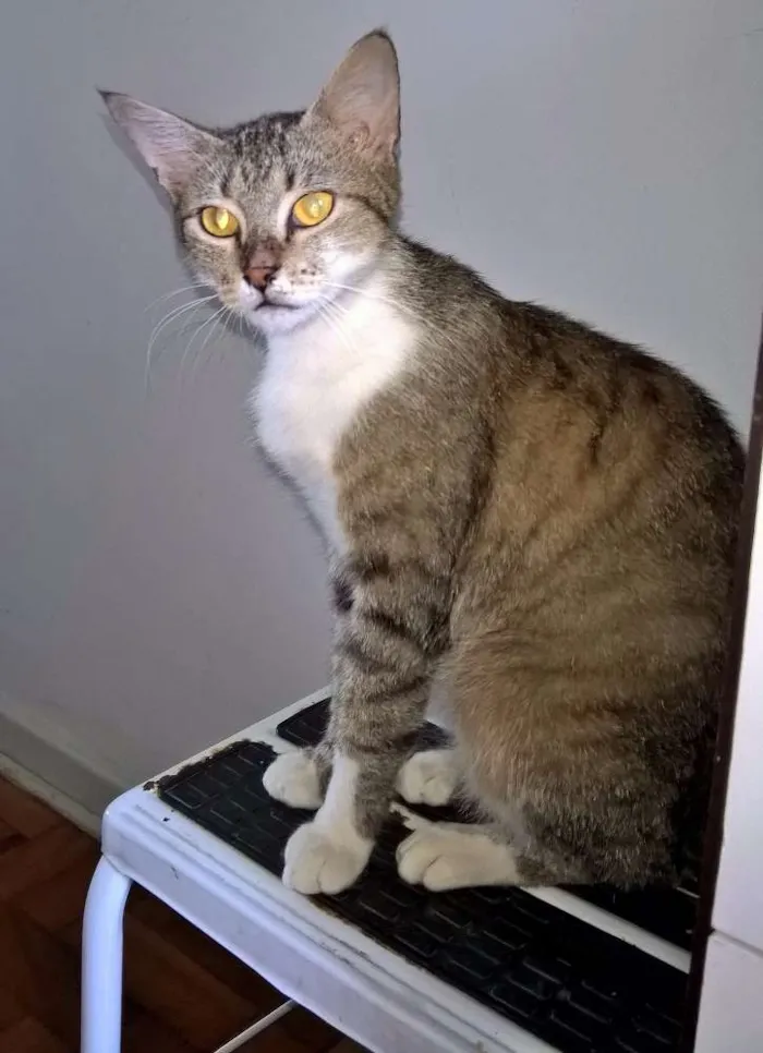 Gato ra a SRD idade 1 ano nome MONIQUE