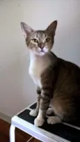 MONIQUE