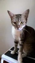MONIQUE