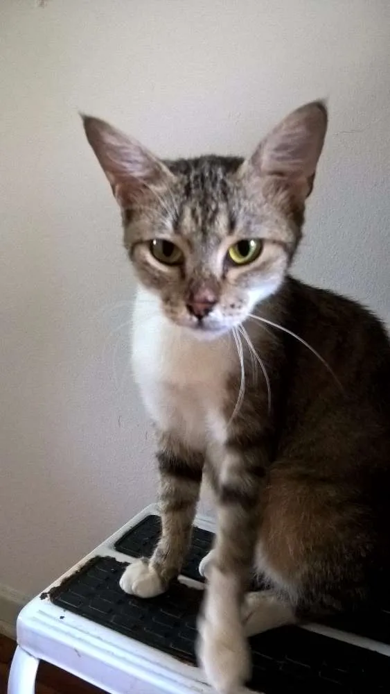 Gato ra a SRD idade 1 ano nome MONIQUE