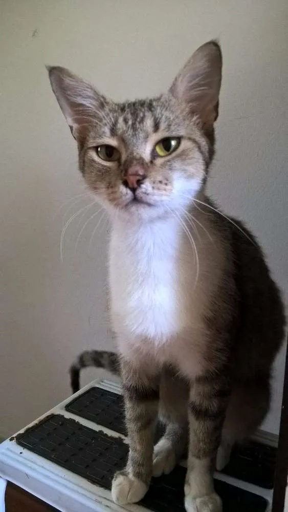 Gato ra a SRD idade 1 ano nome MONIQUE
