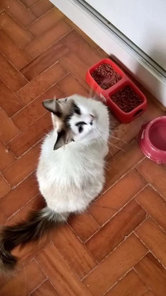 Gato ra a SIAMESA LATA idade 2 anos nome MICHELLE