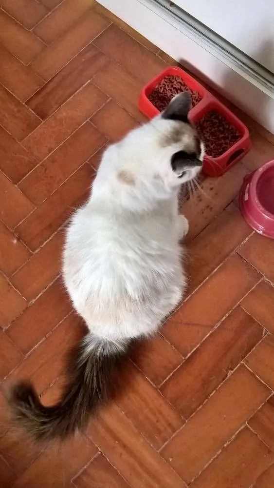 Gato ra a SIAMESA LATA idade 2 anos nome MICHELLE