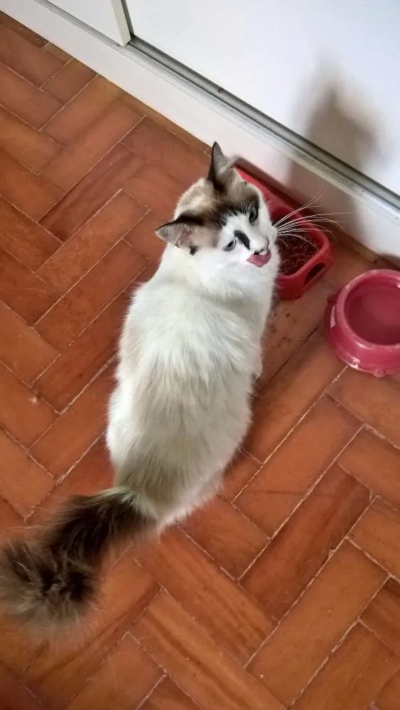 Gato ra a SIAMESA LATA idade 2 anos nome MICHELLE