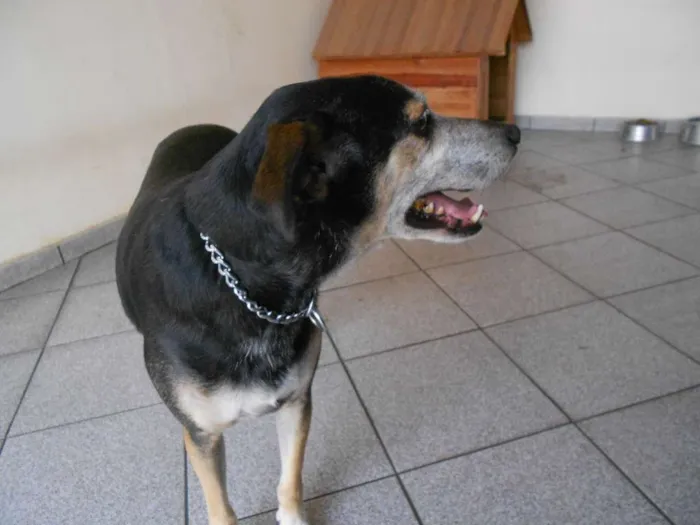 Cachorro raça Indefinida idade 6 ou mais anos nome Max