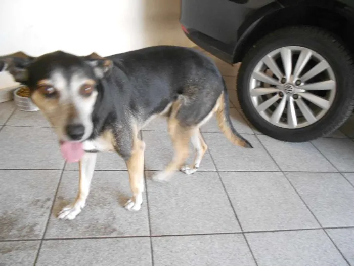 Cachorro raça Indefinida idade 6 ou mais anos nome Max