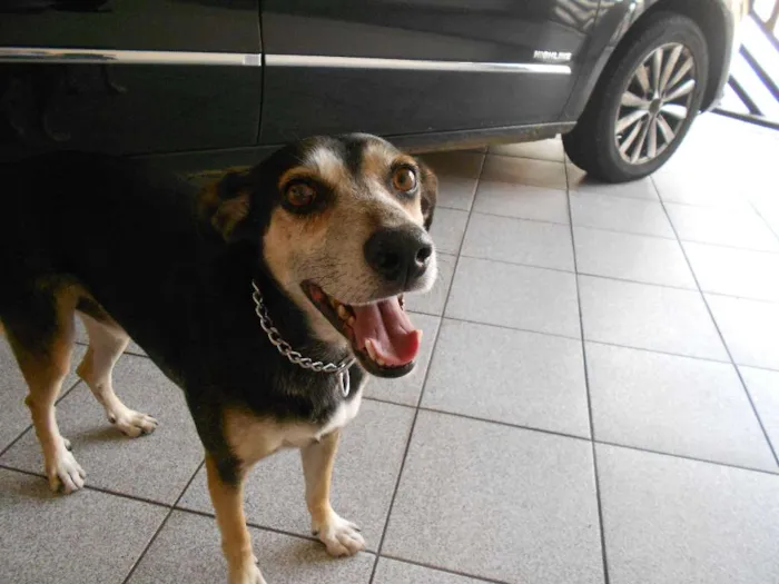 Cachorro raça Indefinida idade 6 ou mais anos nome Max
