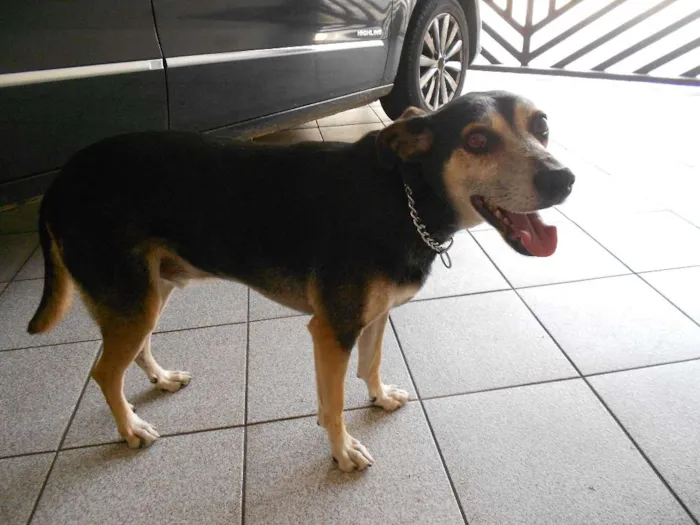 Cachorro raça Indefinida idade 6 ou mais anos nome Max