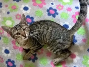 Gato raça SRD idade 2 a 6 meses nome MARIE