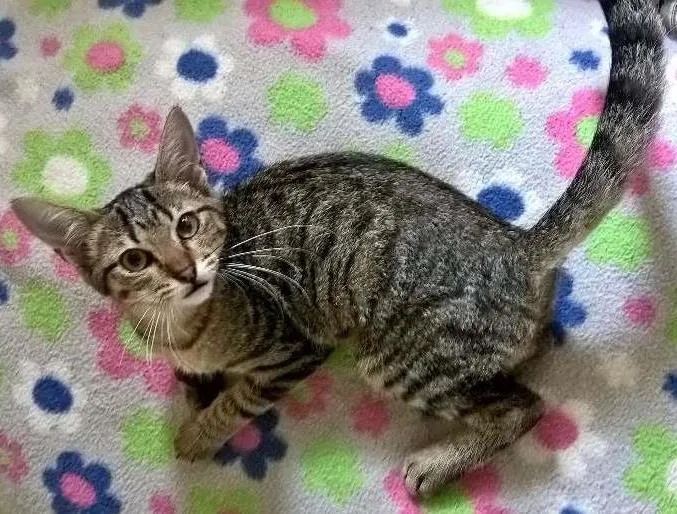 Gato ra a SRD idade 2 a 6 meses nome MARIE