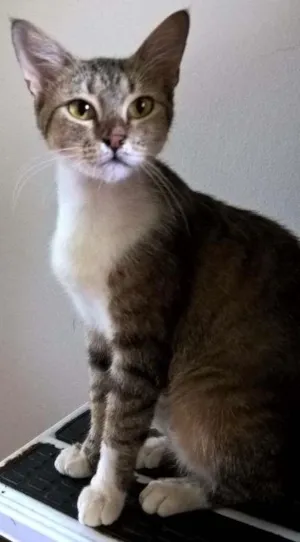 Gato raça SRD idade 1 ano nome MONIQUE