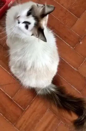 Gato raça SIAMESA LATA idade 2 anos nome MICHELLE