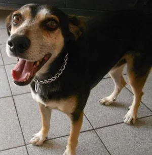 Cachorro raça Indefinida idade 6 ou mais anos nome Max