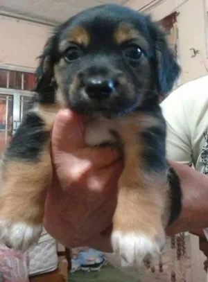 Cachorro raça SRD idade Abaixo de 2 meses nome Pitoco