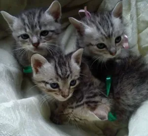 Gato raça SRD idade Abaixo de 2 meses nome Sem nome