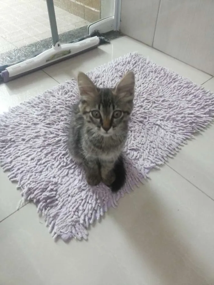 Gato ra a  idade 2 a 6 meses nome Toco