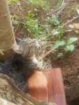 Mãe do toco