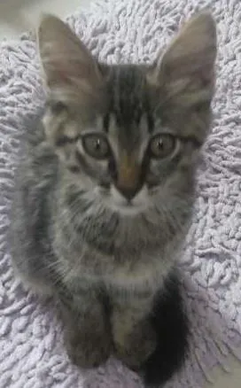 Gato raça  idade 2 a 6 meses nome Toco