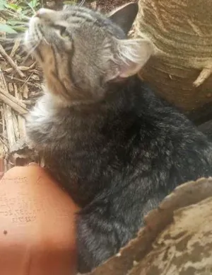Gato raça  idade 2 anos nome Mãe do toco