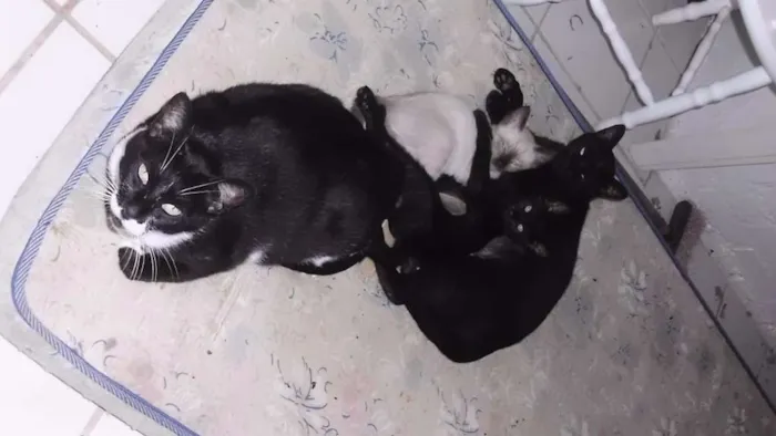 Gato raça viralata idade 2 a 6 meses nome Lolo