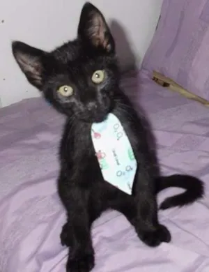 Gato raça viralata idade 2 a 6 meses nome Lolo