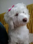 dalila