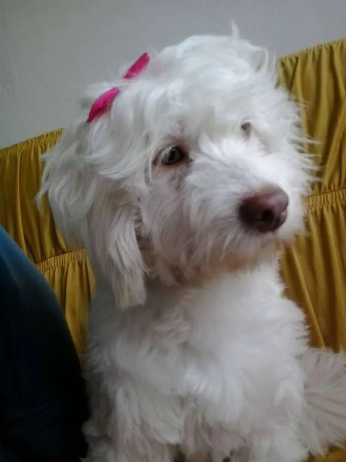 Cachorro raça Poodle idade 4 anos nome dalila
