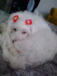 dalila