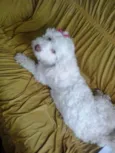 dalila