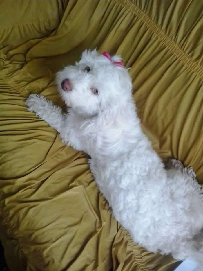 Cachorro raça Poodle idade 4 anos nome dalila