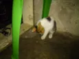 Faisca e fumaça