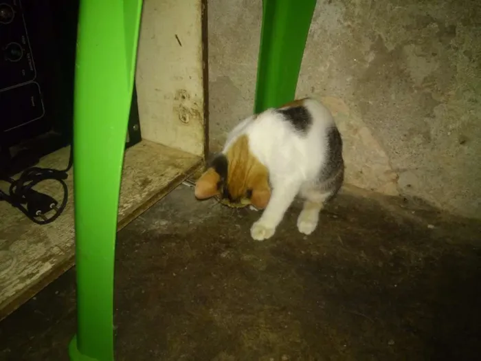 Gato ra a Sem raça  idade 2 a 6 meses nome Faisca e fumaça