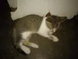 Faisca e fumaça
