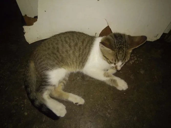 Gato ra a Sem raça  idade 2 a 6 meses nome Faisca e fumaça