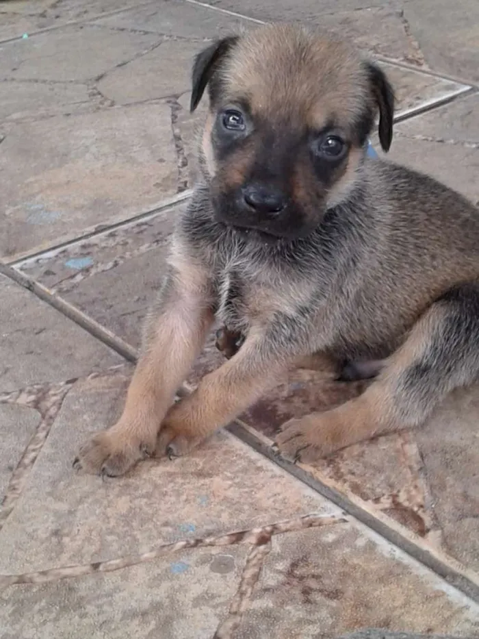 Cachorro ra a Não sei idade Abaixo de 2 meses nome Sem Nome