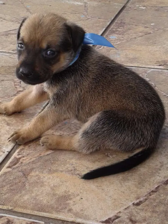 Cachorro ra a Não sei idade Abaixo de 2 meses nome Sem Nome