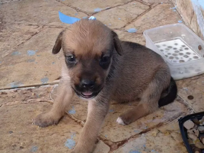Cachorro ra a Não sei idade Abaixo de 2 meses nome Sem Nome