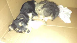 Cachorro raça  idade Abaixo de 2 meses nome Peludinho