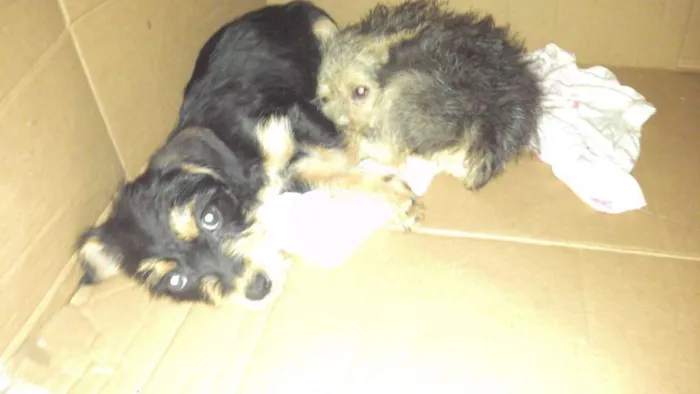 Cachorro ra a  idade Abaixo de 2 meses nome Peludinho